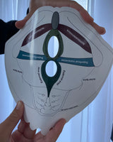 Female Pelvic Floor Model (gloss coated board)