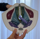 Male Pelvic Floor Model (gloss coated board)